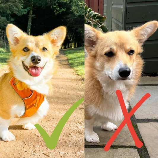 Pet Portrait Reference Photo Tips