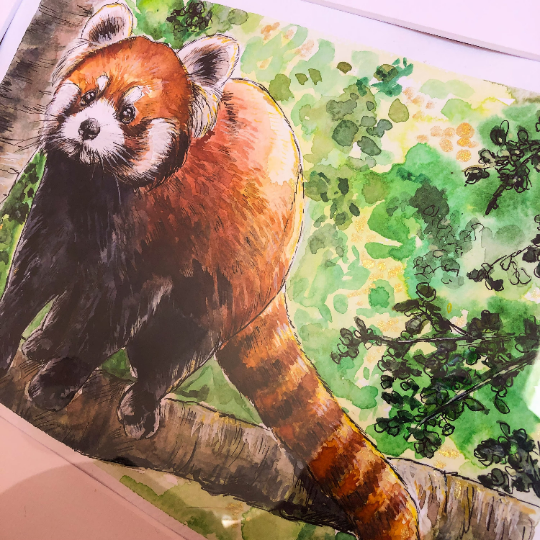 Red Panda Climbing Original Watercolour Painting