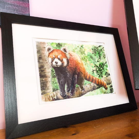 Red Panda Climbing Original Watercolour Painting