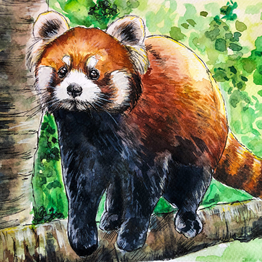 Red Panda Climbing Original Watercolour Painting