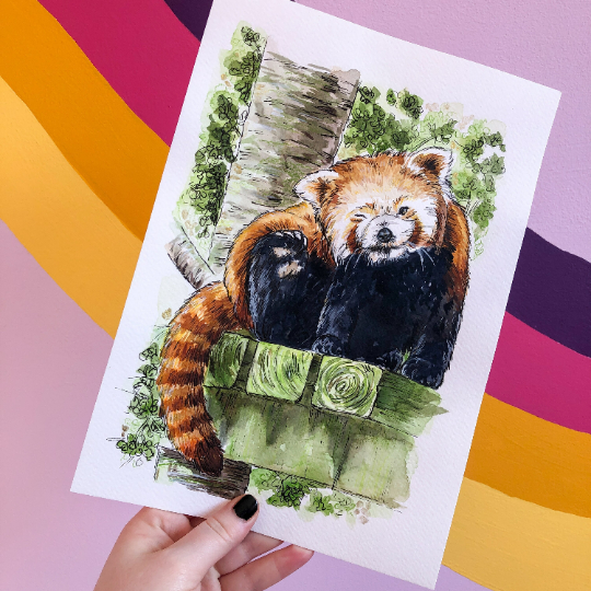 Red Panda Head Scratch Original Watercolour Painting