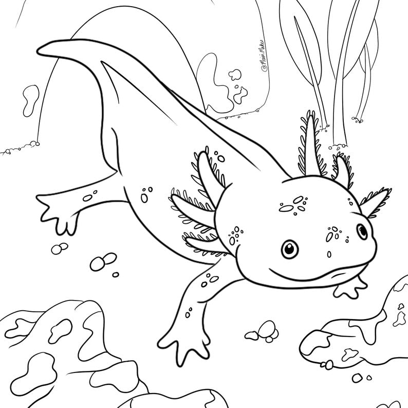 Animal Colouring and Activity Book