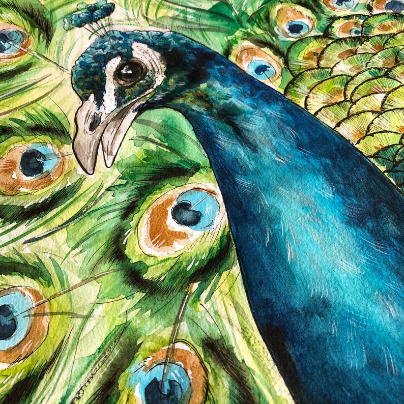 Peacock Watercolour Painting
