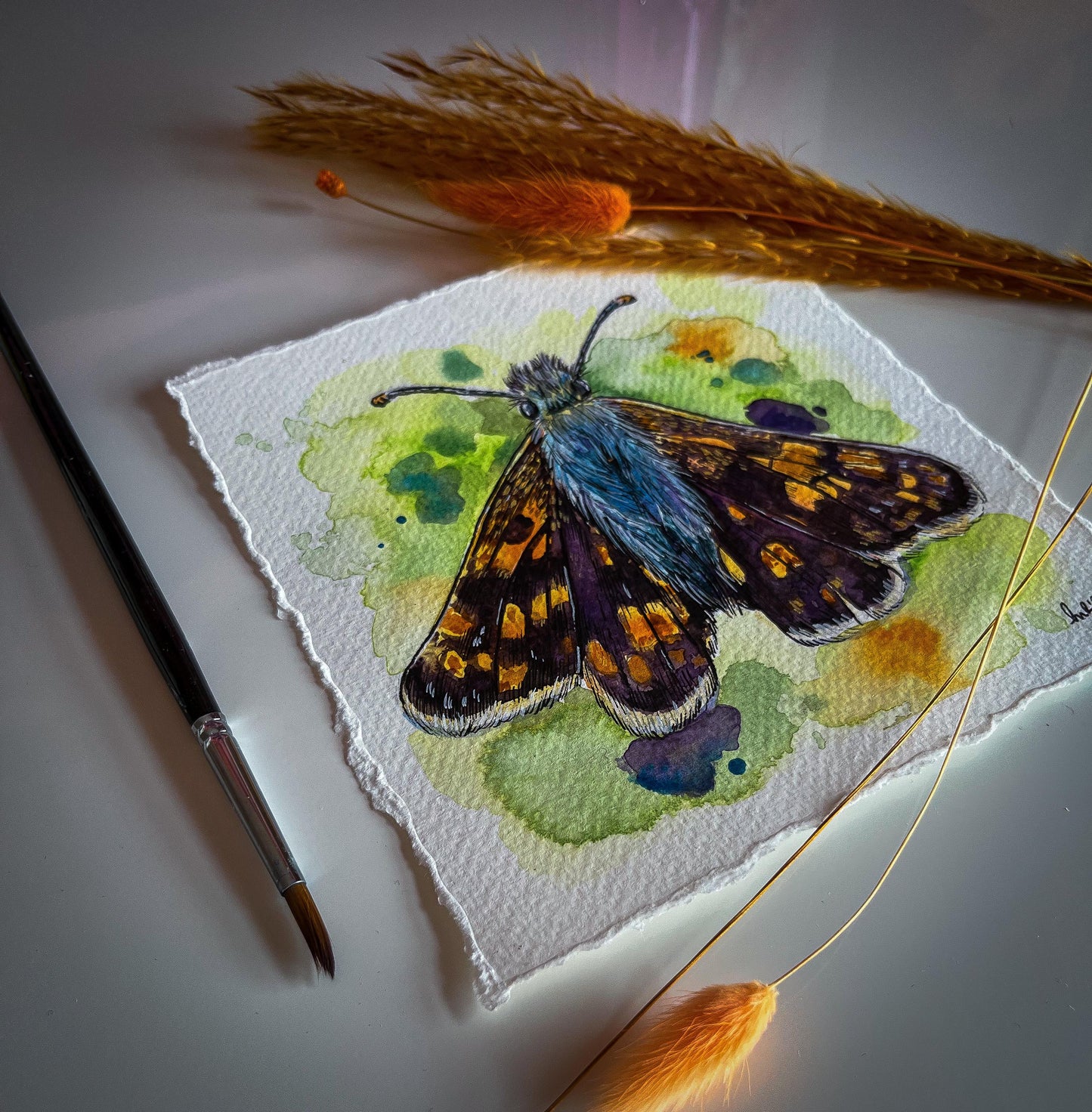 Colourful Moth Moth Watercolour Painting - Clarice