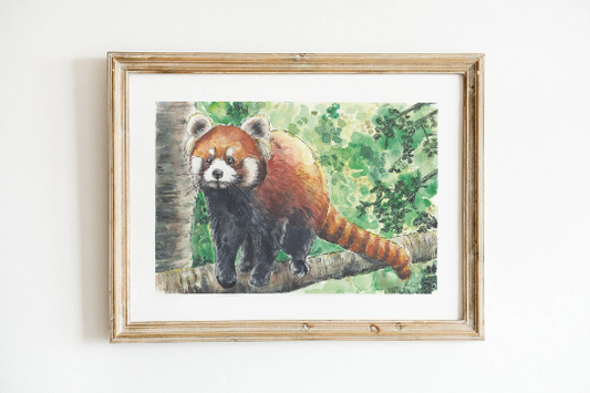 Red Panda Climbing Art Print Pre-order