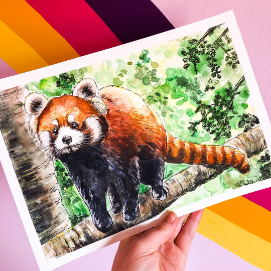 Red Panda Climbing Original Watercolour Painting