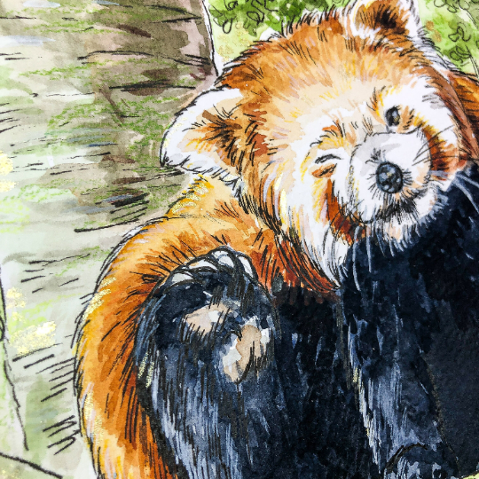 Red Panda Head Scratch Original Watercolour Painting