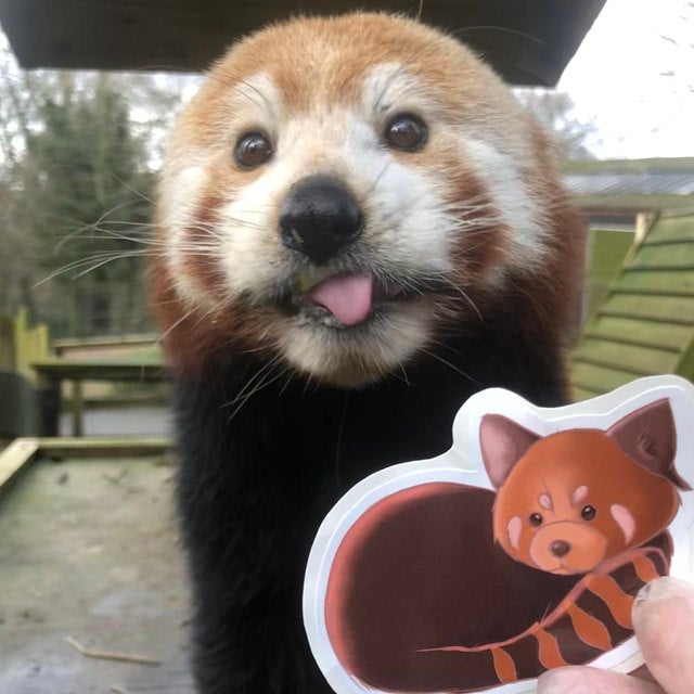 Mystery Animal Sticker Bundle
